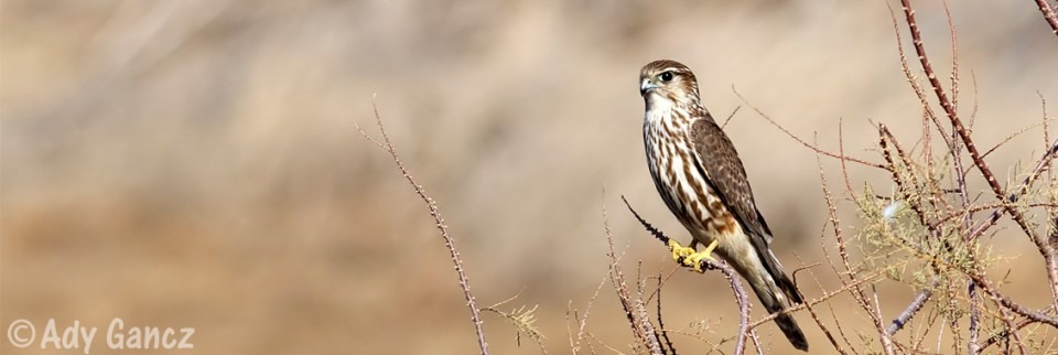 birdsbanner