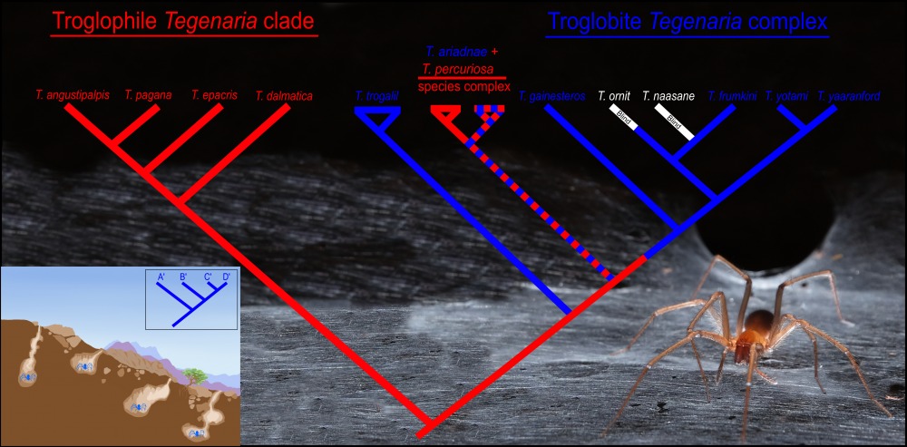 Seven new species from caves in Israel