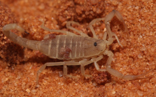Nannowithius wahrmani phoretic on a Birulatus israelensis (Credit: S. Aharon) זוט-עקרב מהמין Nannowithius wahrmani בנשיאת הפצה על עקרב-נמלים הירדן  Birulatus israelensis. צילום שלמי אהרן