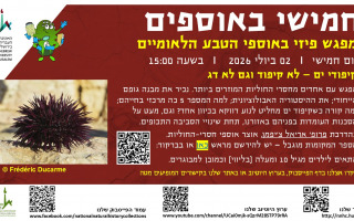 השבוע - חמישי באוספים! קיפודי ים - לא קיפוד וגם לא דג