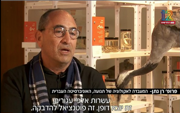 פרופ' רן נתן וסשה פקרסקי התראיינו בחדר התצוגה של האוספים, לכתבה של חדשות 12, על מותם של העגורים באגמון החולה