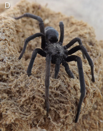 רק התגלה וכבר בסכנה | מחקרה של דר' אפרת גביש-רגב 1