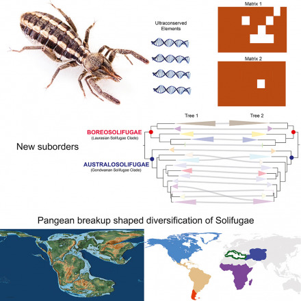 graphical abstract
